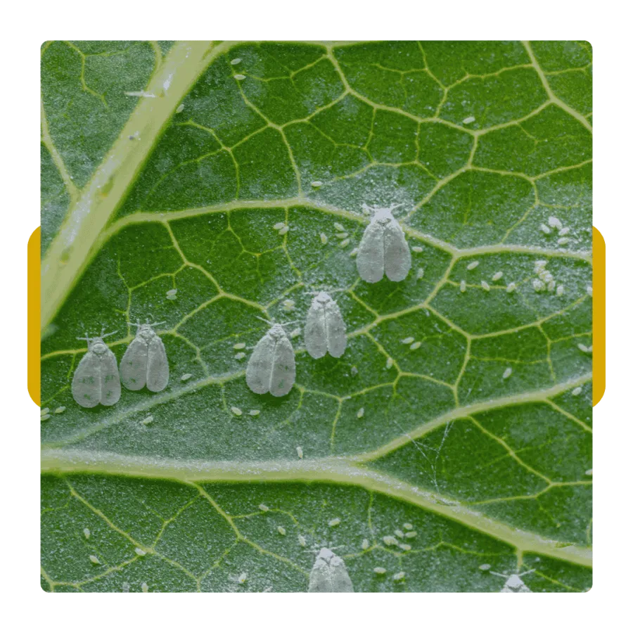 Close-up of whitefly pests clustered on a green leaf with visible veins and small nymphs.