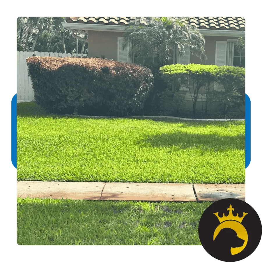 Well-maintained green lawn with trimmed bushes in front of a house with a tiled roof and palm trees.