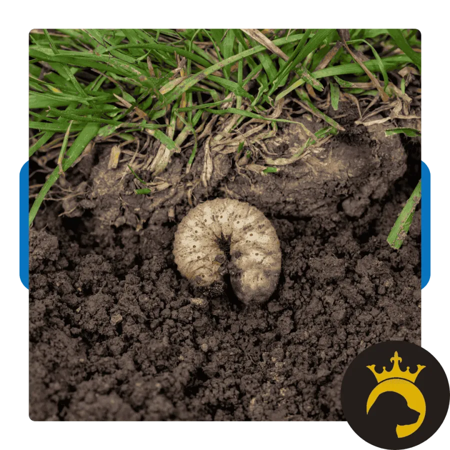 Close-up of a white grub larva in soil beneath green grass roots, showing soil and plant life interaction.