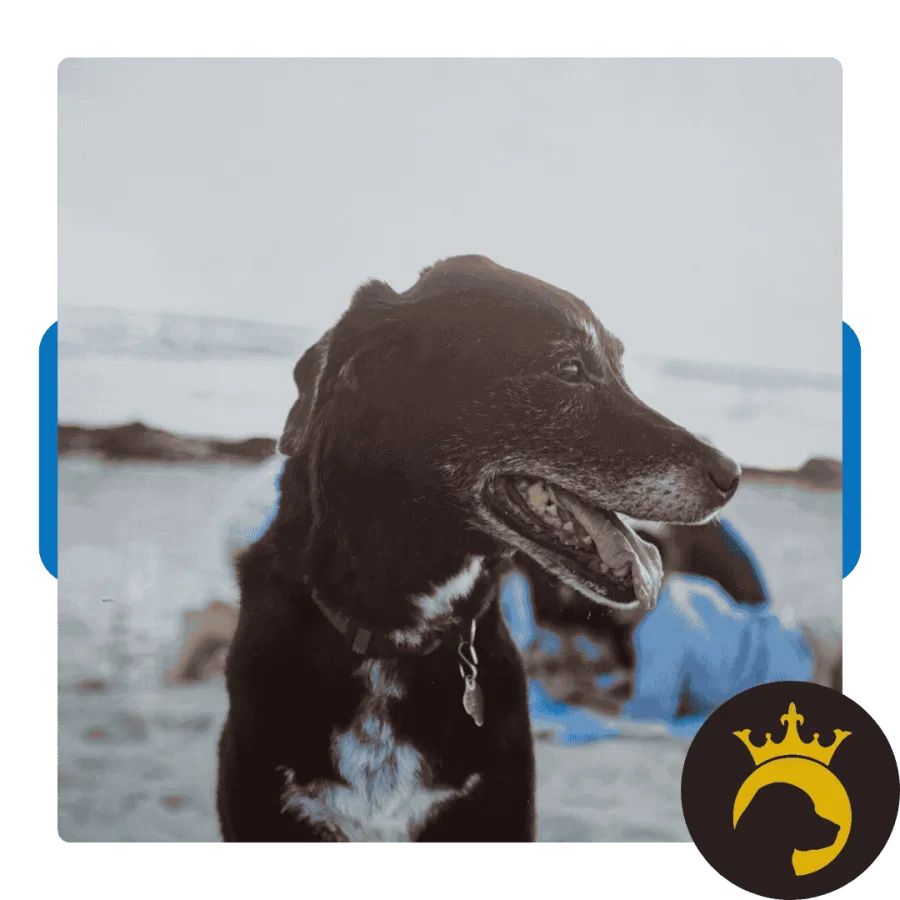 Black dog with white chest markings wearing collar, smiling at beach with blurred ocean background.