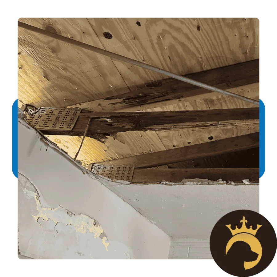 Damaged wooden ceiling beams with visible rot above cracked and peeling plaster wall in an indoor space.