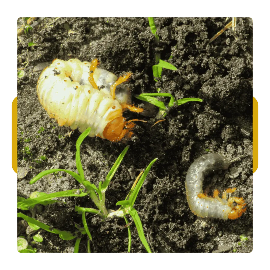 Close-up of white grubs with orange heads in soil among green grass blades.