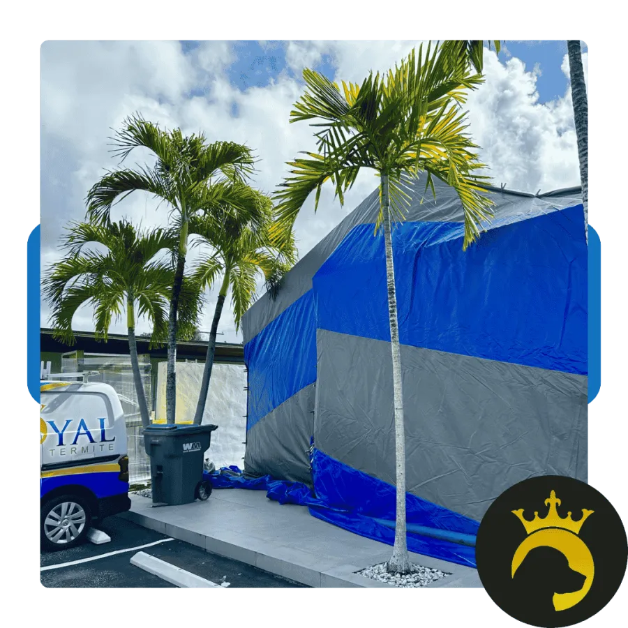 Blue and gray tented structure surrounded by palm trees in a parking lot with a Royal Termite service van nearby