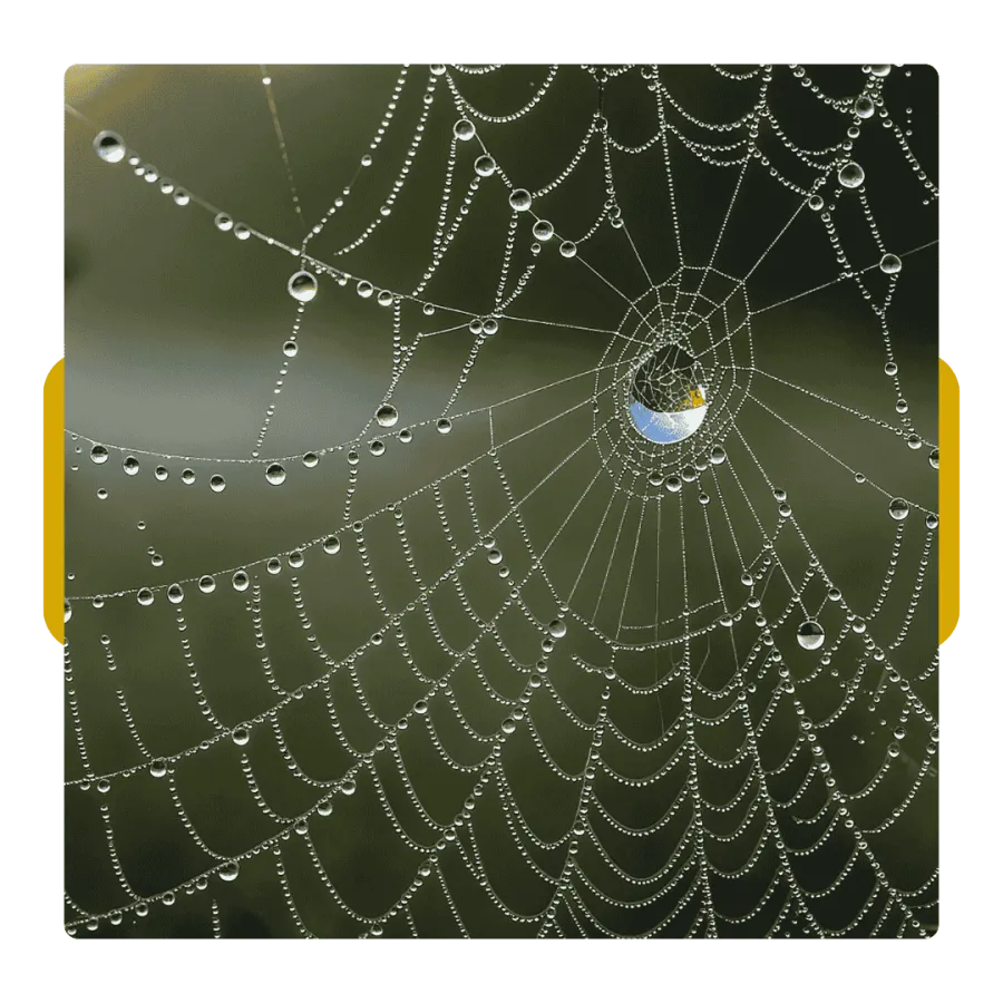Close-up of a spider web covered in morning dew droplets with a blurred natural green background