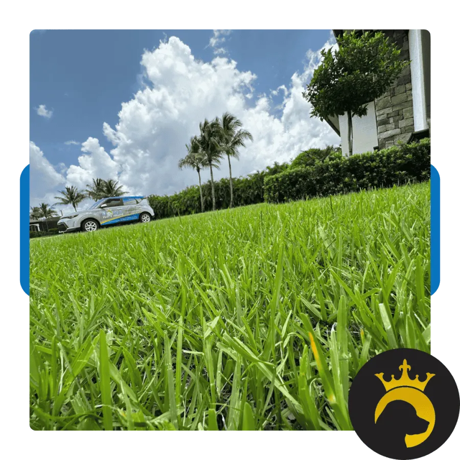 Close-up view of vibrant green grass with palm trees, a vehicle, and a blue sky with white clouds in the background