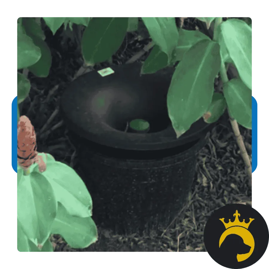 Black funnel-shaped garden pot with a small green plant surrounded by leafy vegetation on soil.