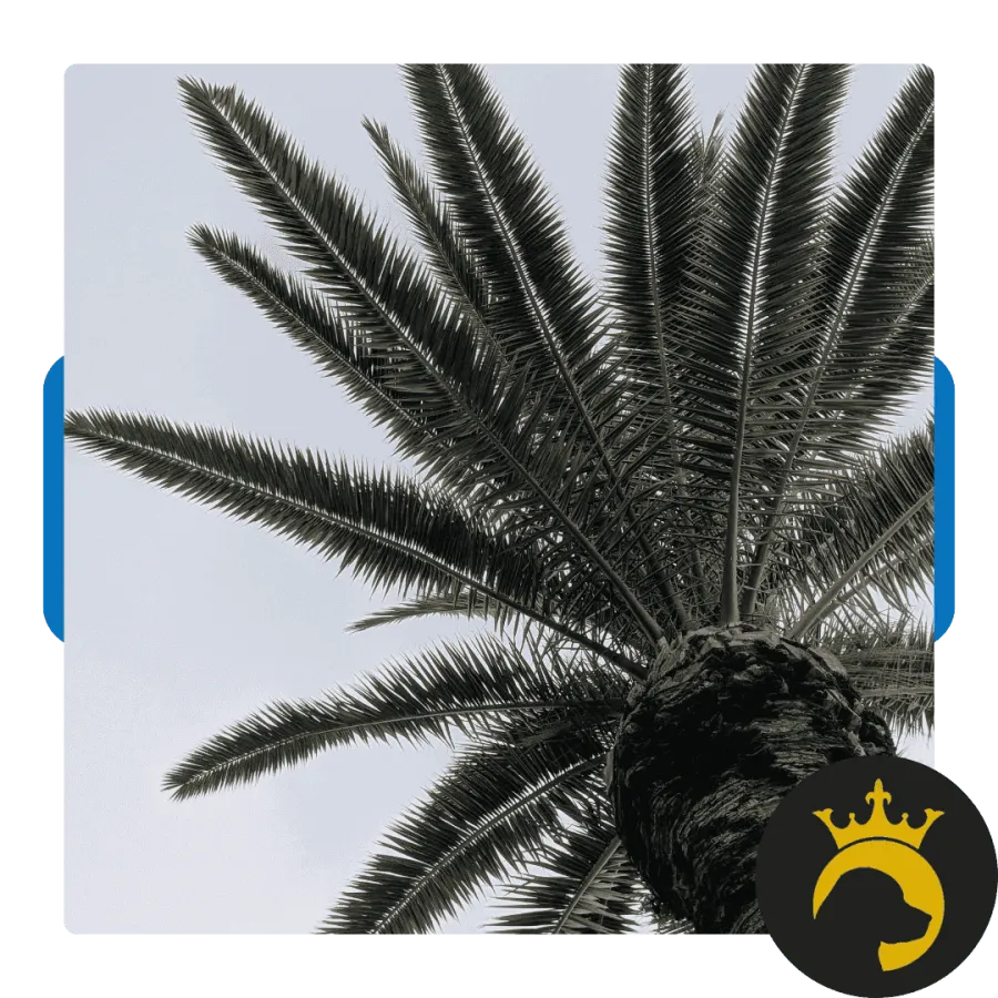 View looking up at a palm tree with long, radiating fronds against a clear sky.