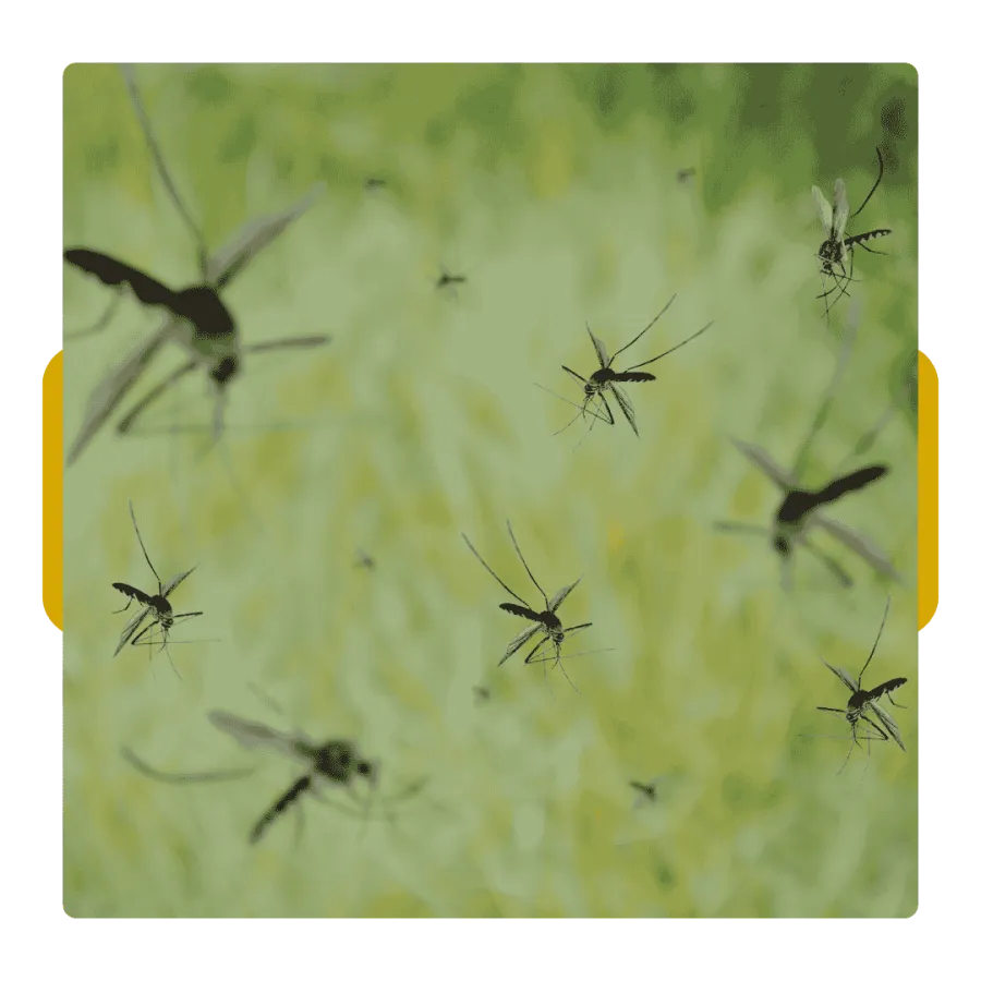 Swarm of mosquitoes flying over blurred green grass background on a bright day.