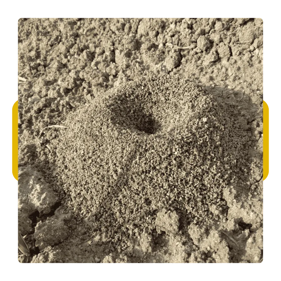 Happy black dog with white chest markings sitting on a beach with a person lying on the sand in the background.