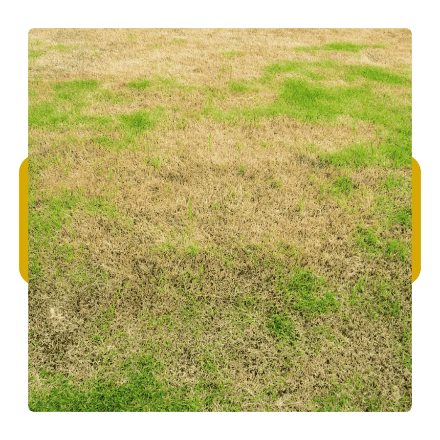 Patchy grass lawn with green and dry brown areas showing uneven health and drought stress