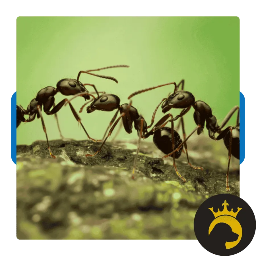 Close-up of four black ants interacting on a mossy surface with a green blurred background.