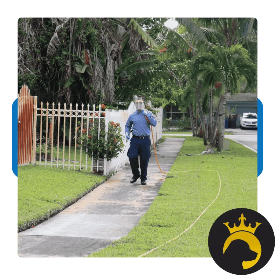 Pest control worker in uniform and face shield spraying chemicals along a suburban sidewalk with greenery and a fence.