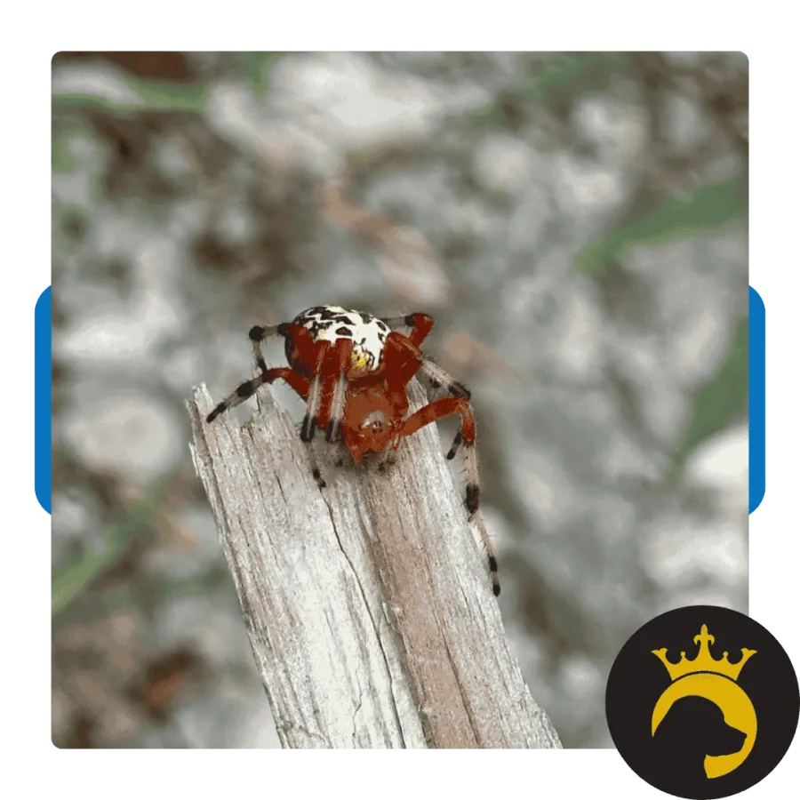 Close-up of a small red and white patterned spider on weathered wood with a blurred natural background