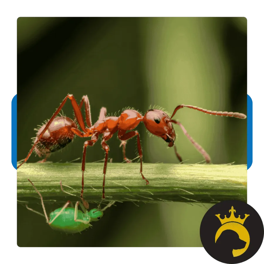 Close-up of a red ant walking on a green stem with a small green insect below on a blurred green background