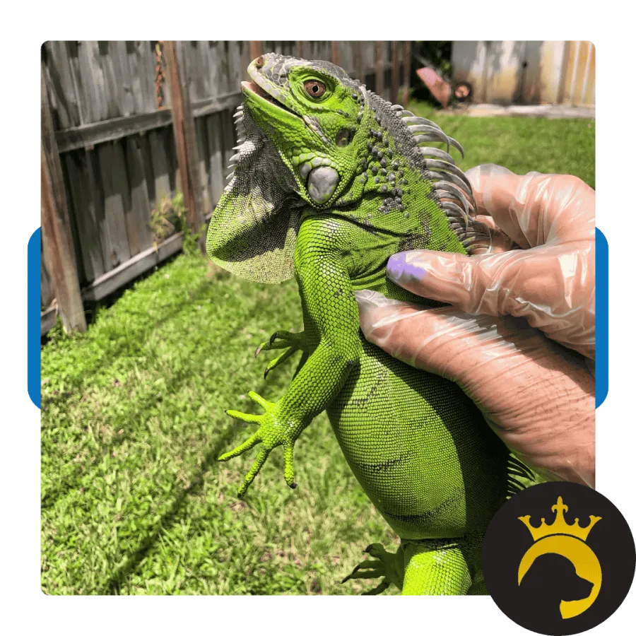 Close-up of a bright green iguana held by a gloved hand in a grassy backyard with a wooden fence background